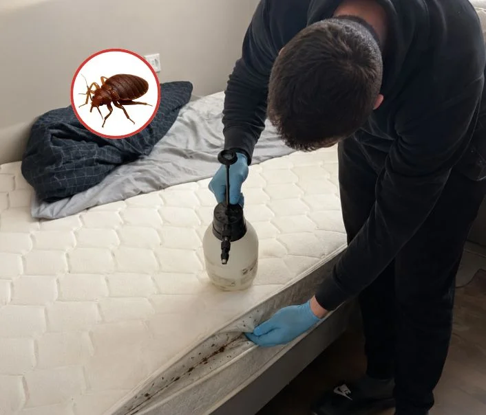 Technicien traitant un matelas contre les punaises de lit à La Ferté-sous-Jouarre